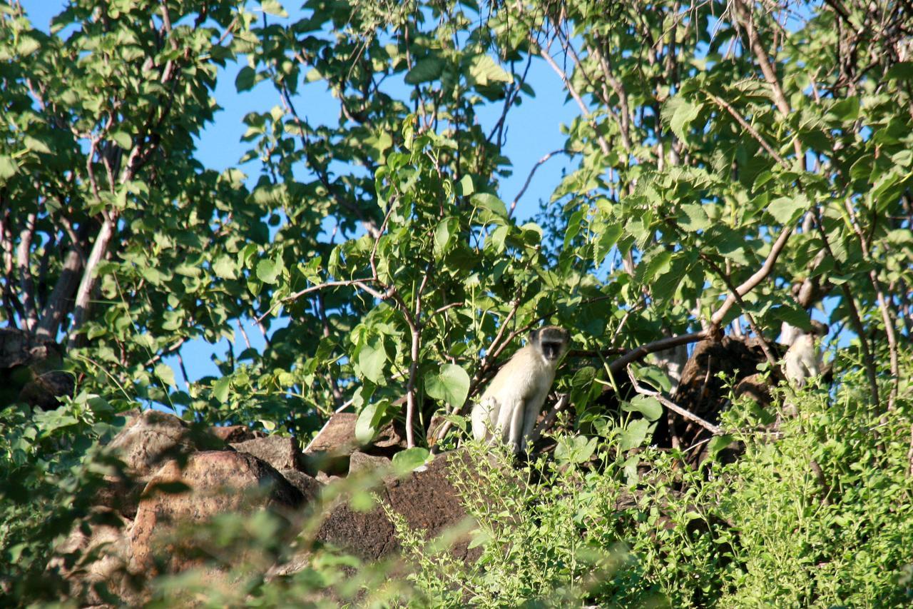 Ghaub Nature Reserve & Farm - One Namibia Grootfontein Extérieur photo